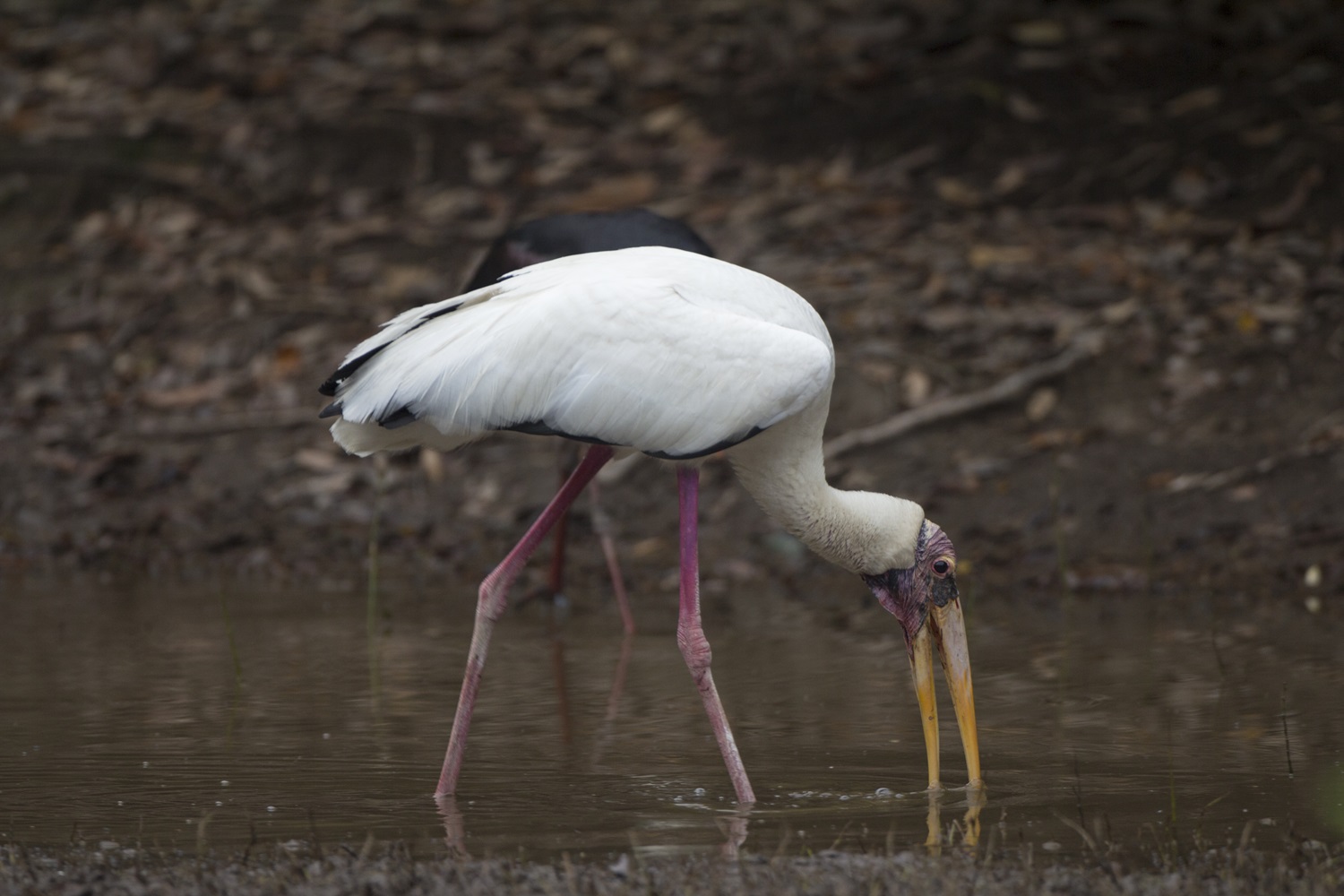 media/images/country-pages/cambodia/phnom-penh-nearby/trips/cardamom-trekking-adventure/milky-stork/4372467-1-eng-GB/milky-stork.jpg