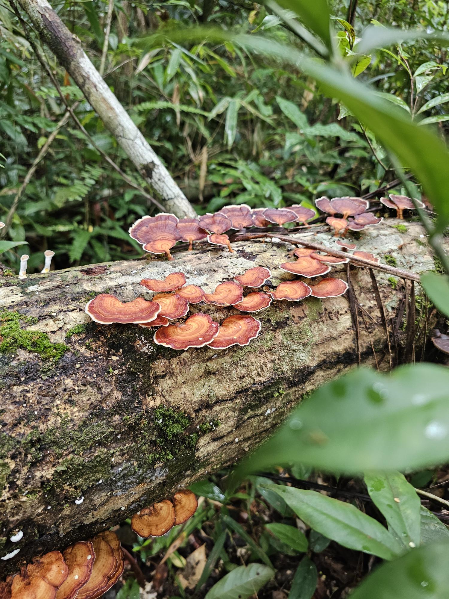 media/images/country-pages/cambodia/phnom-penh-nearby/trips/cardamom-trekking-adventure/mushroom/4372455-1-eng-GB/mushroom.jpg