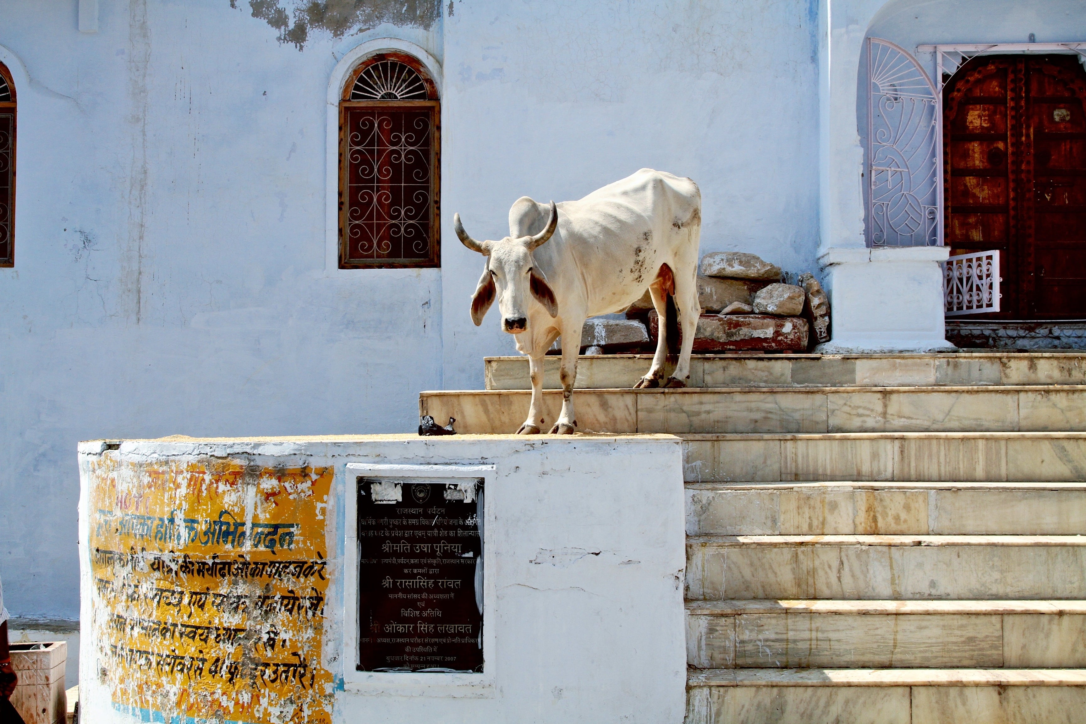 media/images/country-pages/india/delhi-and-nearby/trips/rajasthan-explorer/rajasthan-explorer-4/2990603-1-eng-GB/rajasthan-explorer-4.jpg