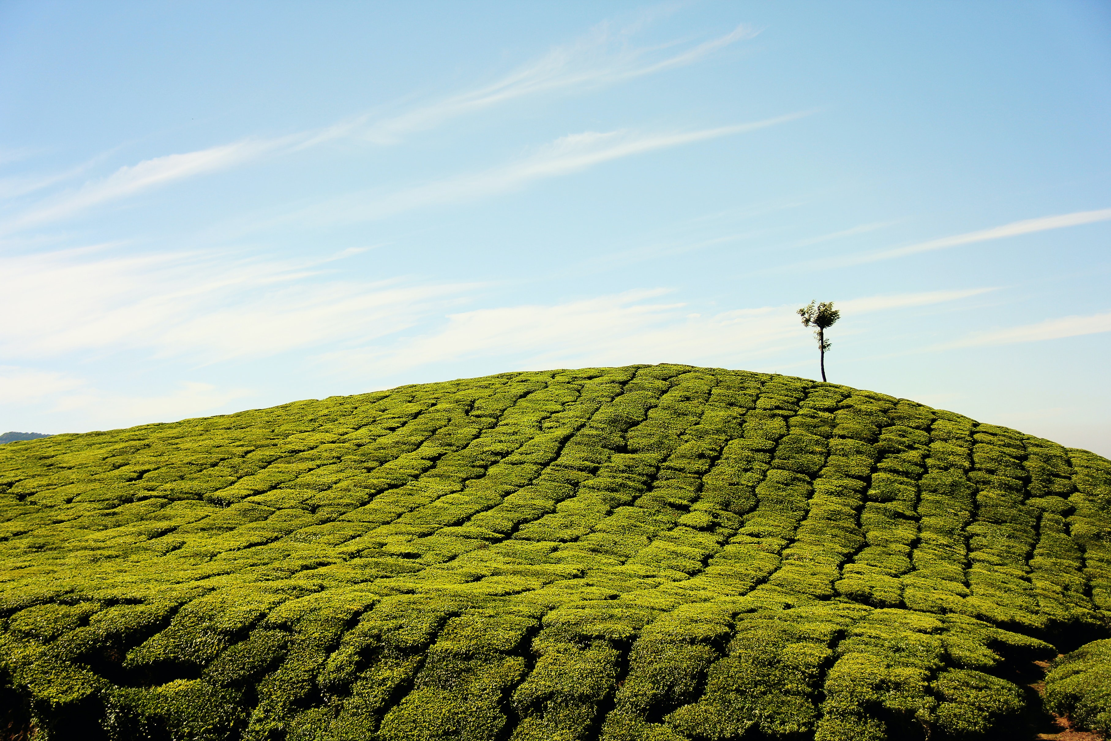 media/images/country-pages/india/kerala/trips/melodies-from-the-mountains-backwaters-7-days/melodies-from-the-mountains-backwaters-7-days-1/2809671-1-eng-GB/melodies-from-the-mountains-backwaters-7-days-1.jpg