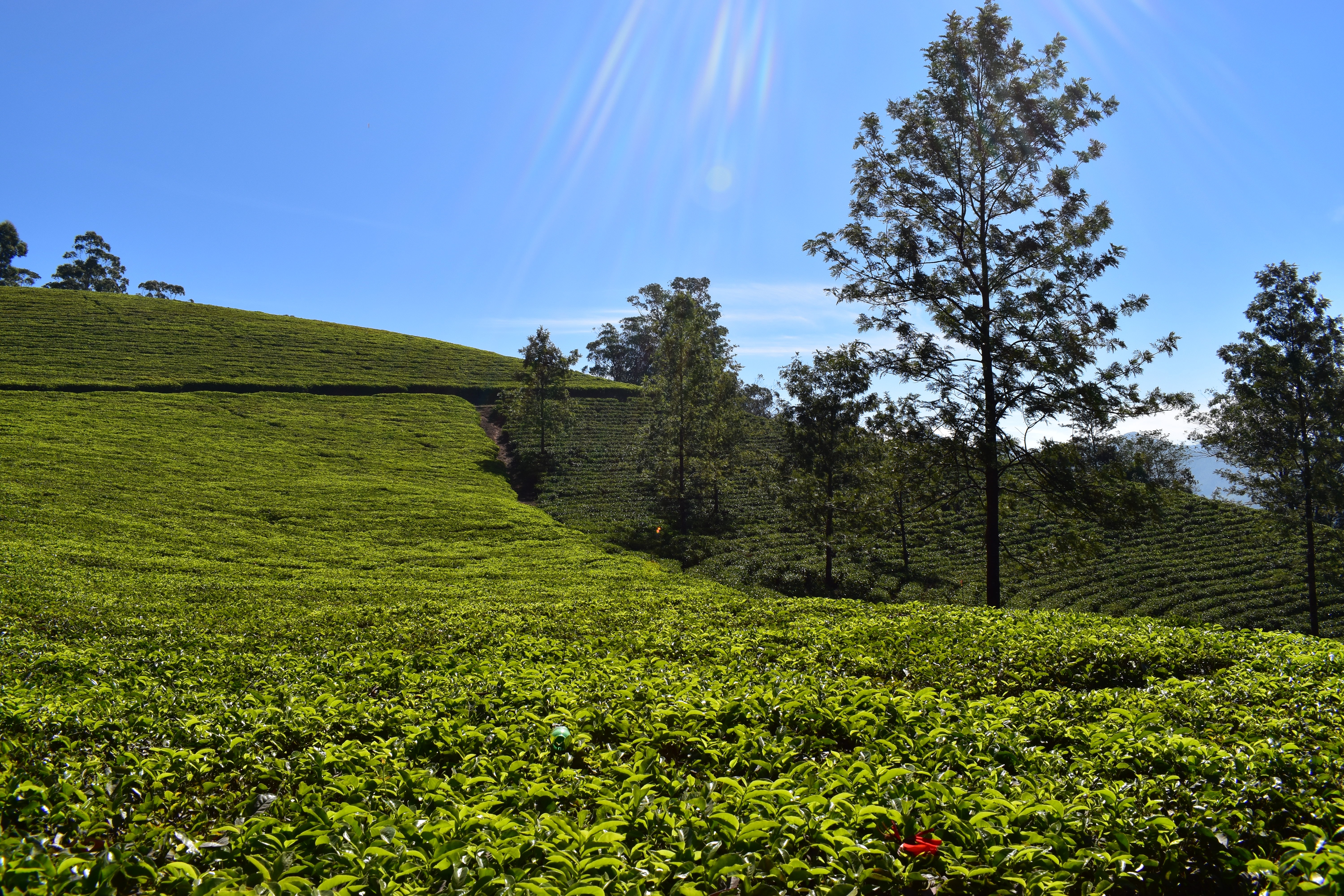 media/images/country-pages/india/kerala/trips/melodies-from-the-mountains-backwaters-7-days/melodies-from-the-mountains-backwaters-7-days-5/2809647-1-eng-GB/melodies-from-the-mountains-backwaters-7-days-5.jpg