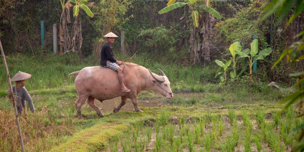 media/images/country-pages/laos/luang-prabang-and-nearby/trips/living-land-rice-experience/buffalo/3427963-1-eng-GB/buffalo.jpg