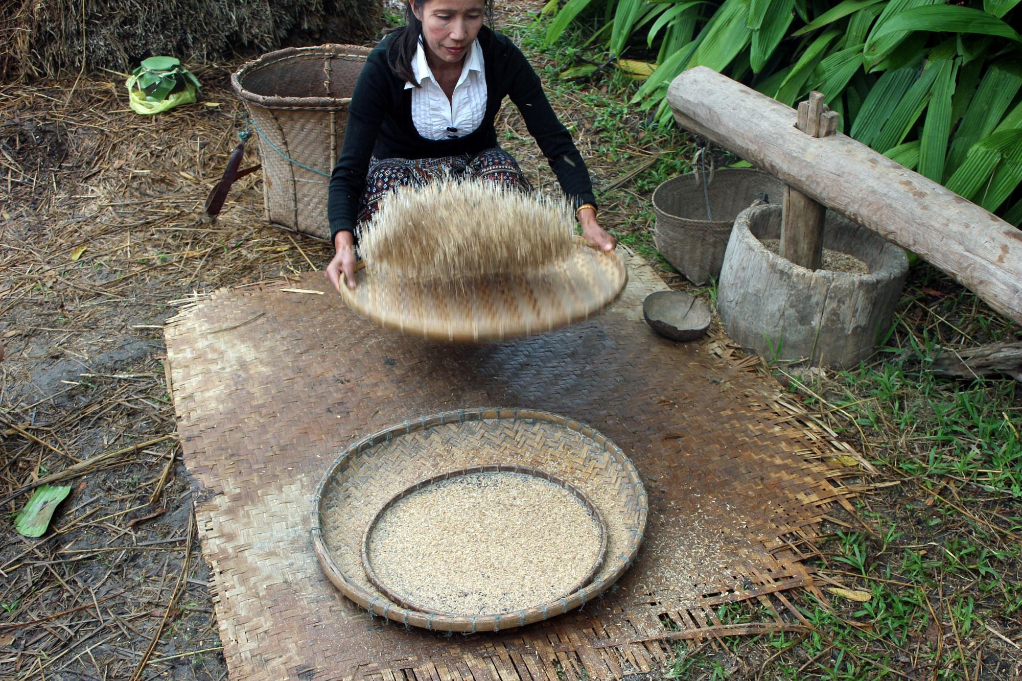 media/images/country-pages/laos/luang-prabang-and-nearby/trips/living-land-rice-experience/rice/3427975-1-eng-GB/rice.jpg