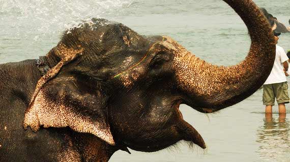 media/images/country-pages/nepal/kathmandu-nearby/trips/chitwan-national-park-explorer-3-days/chitwan-national-park-explorer-3-days-6/2792794-1-eng-GB/chitwan-national-park-explorer-3-days-6.jpg