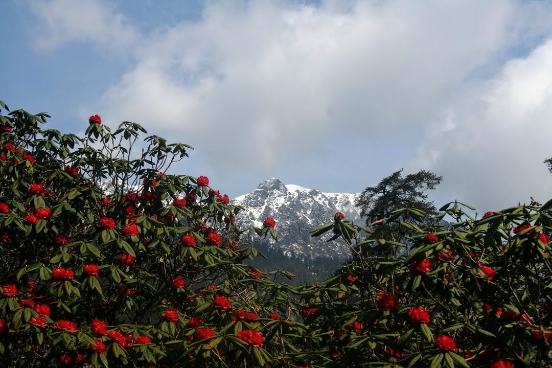 media/images/country-pages/nepal/kathmandu-nearby/trips/ganesh-himal-great-himalayan-chain-trek-10-days/ganesh-himal-great-himalayan-chain-trek-10-days-6/2794004-1-eng-GB/ganesh-himal-great-himalayan-chain-trek-10-days-6.jpg