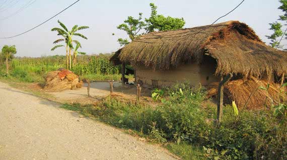 media/images/country-pages/nepal/kathmandu-nearby/trips/lowland-homestay-jungle-safari-5-days/lowland-homestay-jungle-safari-5-days-5/2793194-1-eng-GB/lowland-homestay-jungle-safari-5-days-5.jpg