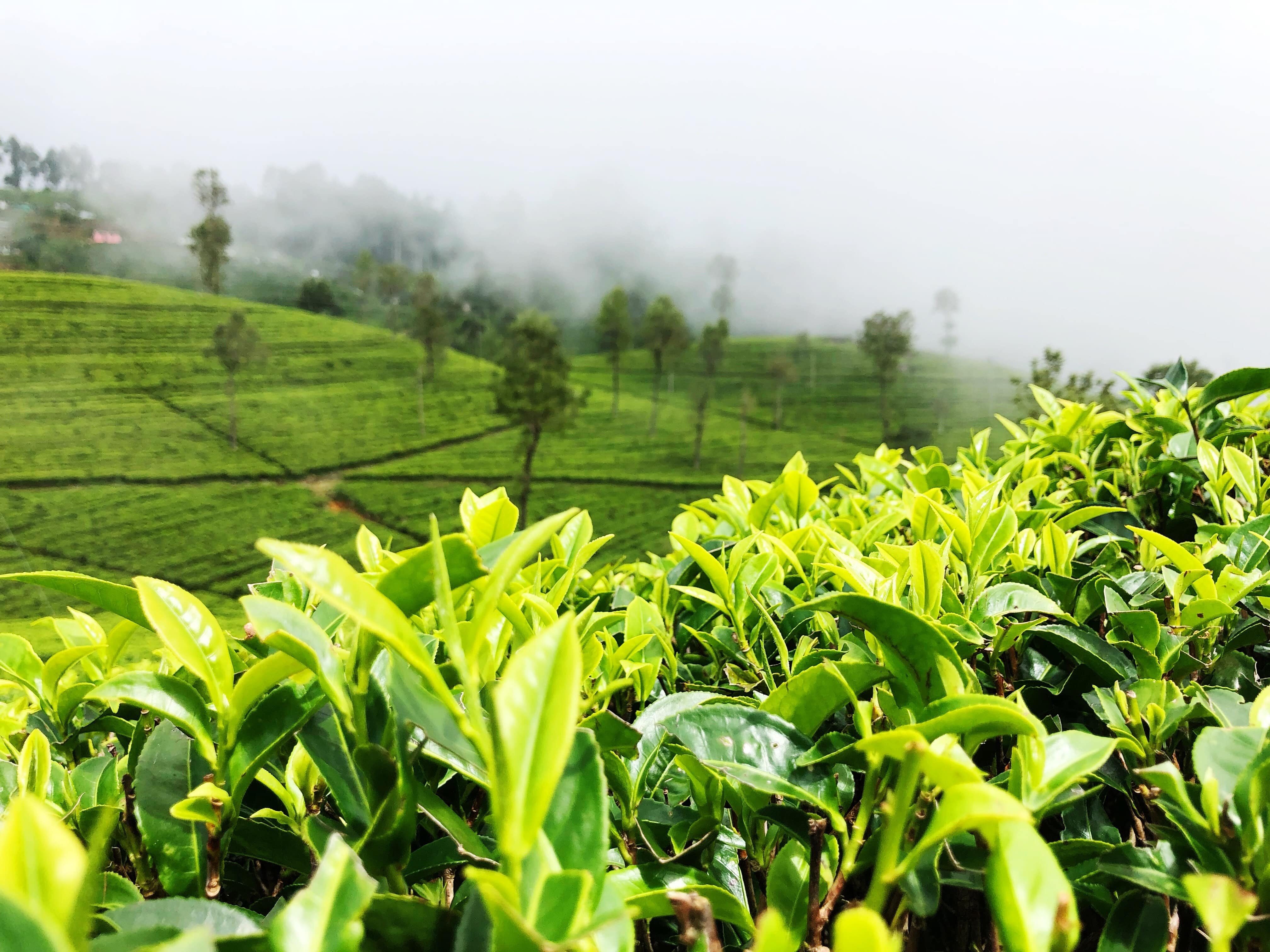 media/images/country-pages/sri-lanka/colombo-and-nearby/trips/colombo-to-southwestern-coast-explorer/colombo-to-southwestern-coast-explorer-20/3446192-1-eng-GB/colombo-to-southwestern-coast-explorer-20.jpg