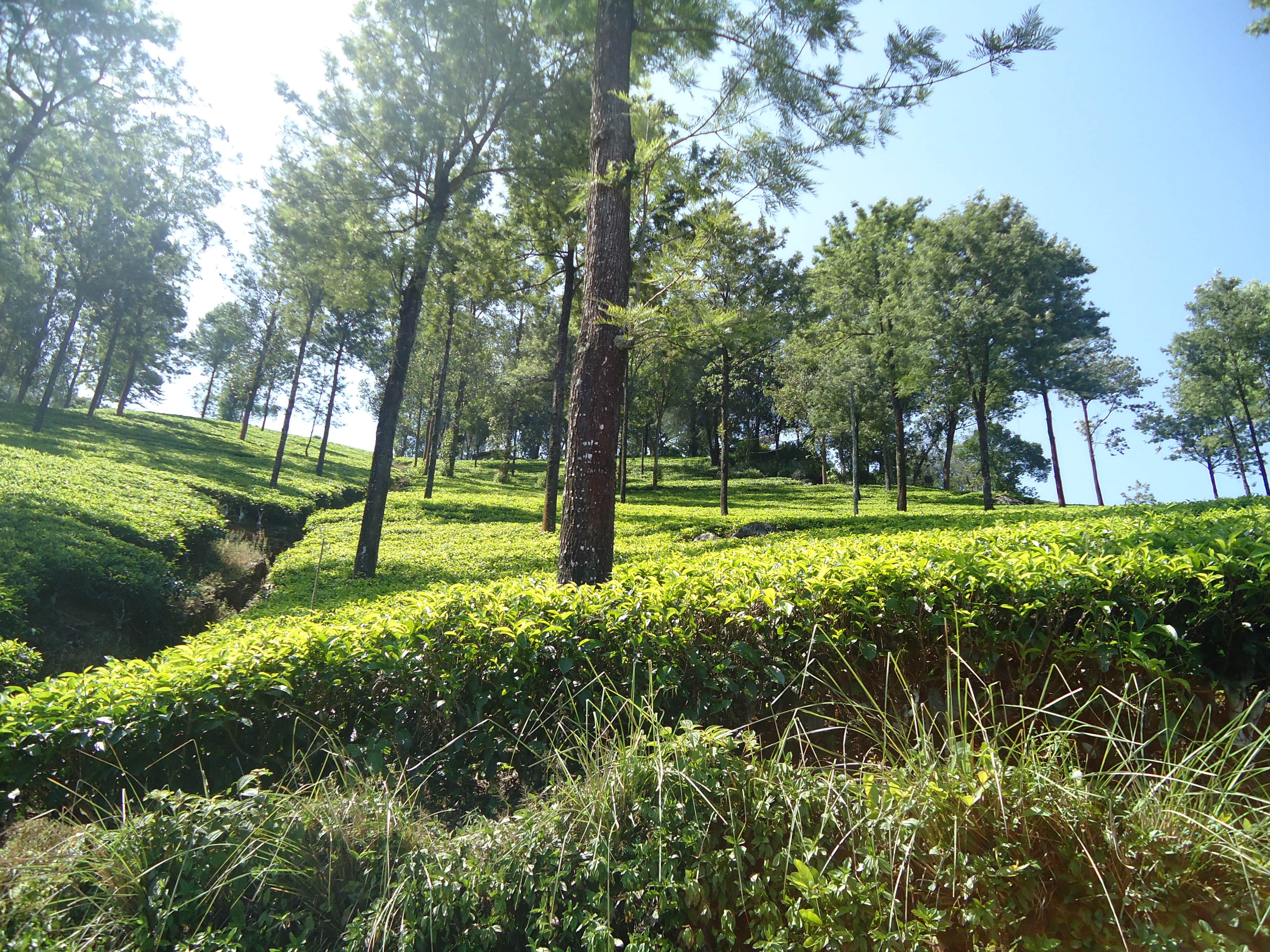 media/images/country-pages/sri-lanka/kandy-and-nearby/kandy-and-nearby-trips/knuckles-mountain-range-hiking-trail/knuckles-mountain-range-hiking-trail-3/2987697-1-eng-GB/knuckles-mountain-range-hiking-trail-3.jpg