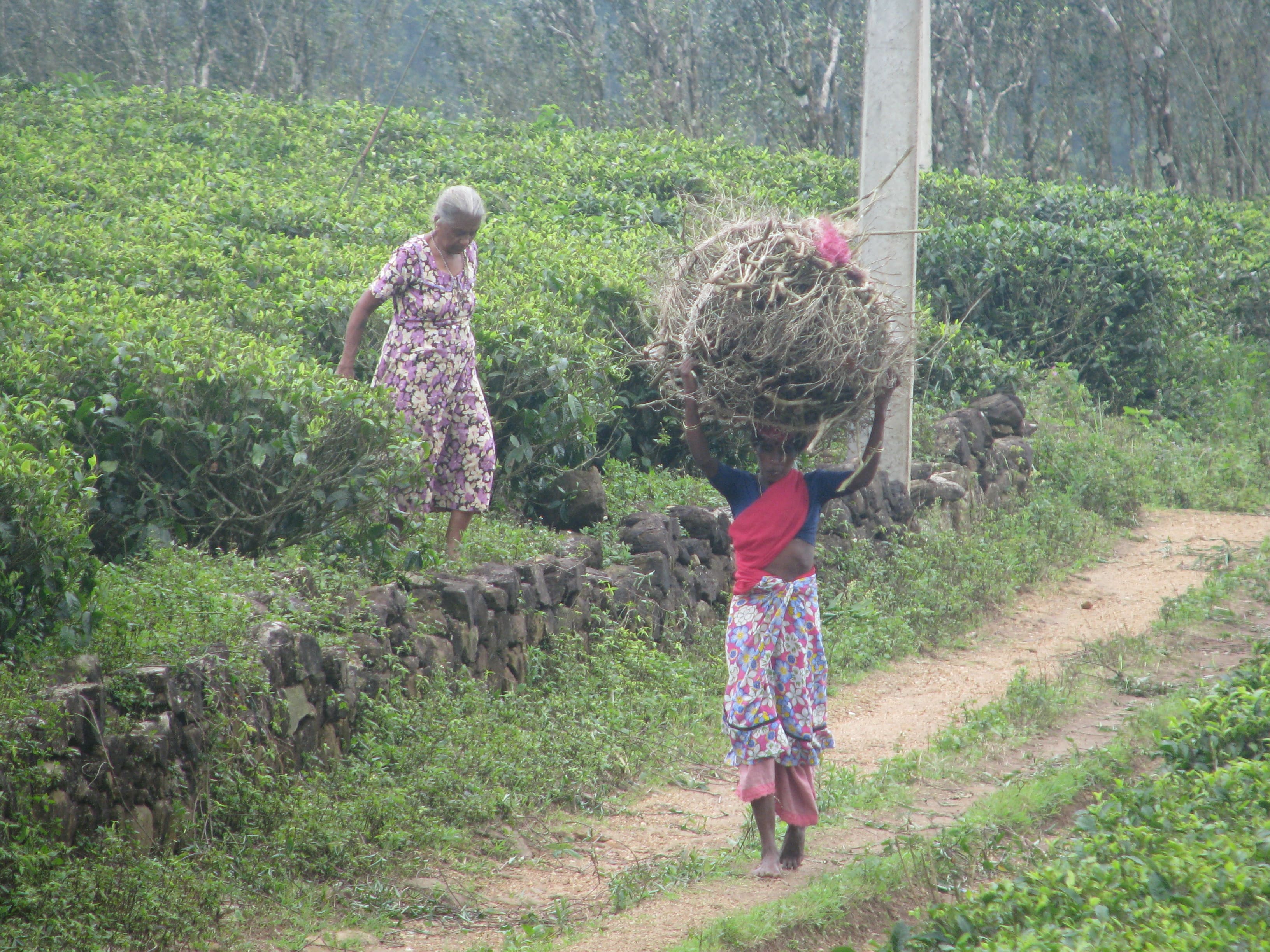 media/images/country-pages/sri-lanka/kandy-and-nearby/kandy-and-nearby-trips/knuckles-mountain-range-hiking-trail/knuckles-mountain-range-hiking-trail-6/2987715-1-eng-GB/knuckles-mountain-range-hiking-trail-6.jpg