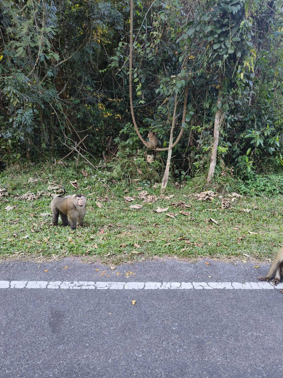 media/images/country-pages/thailand/bangkok-and-nearby/bangkok-to-chiang-mai-khao-yai-national-park-explorer/khao-yai-national-park-2/4332421-1-eng-GB/khao-yai-national-park-2.jpg