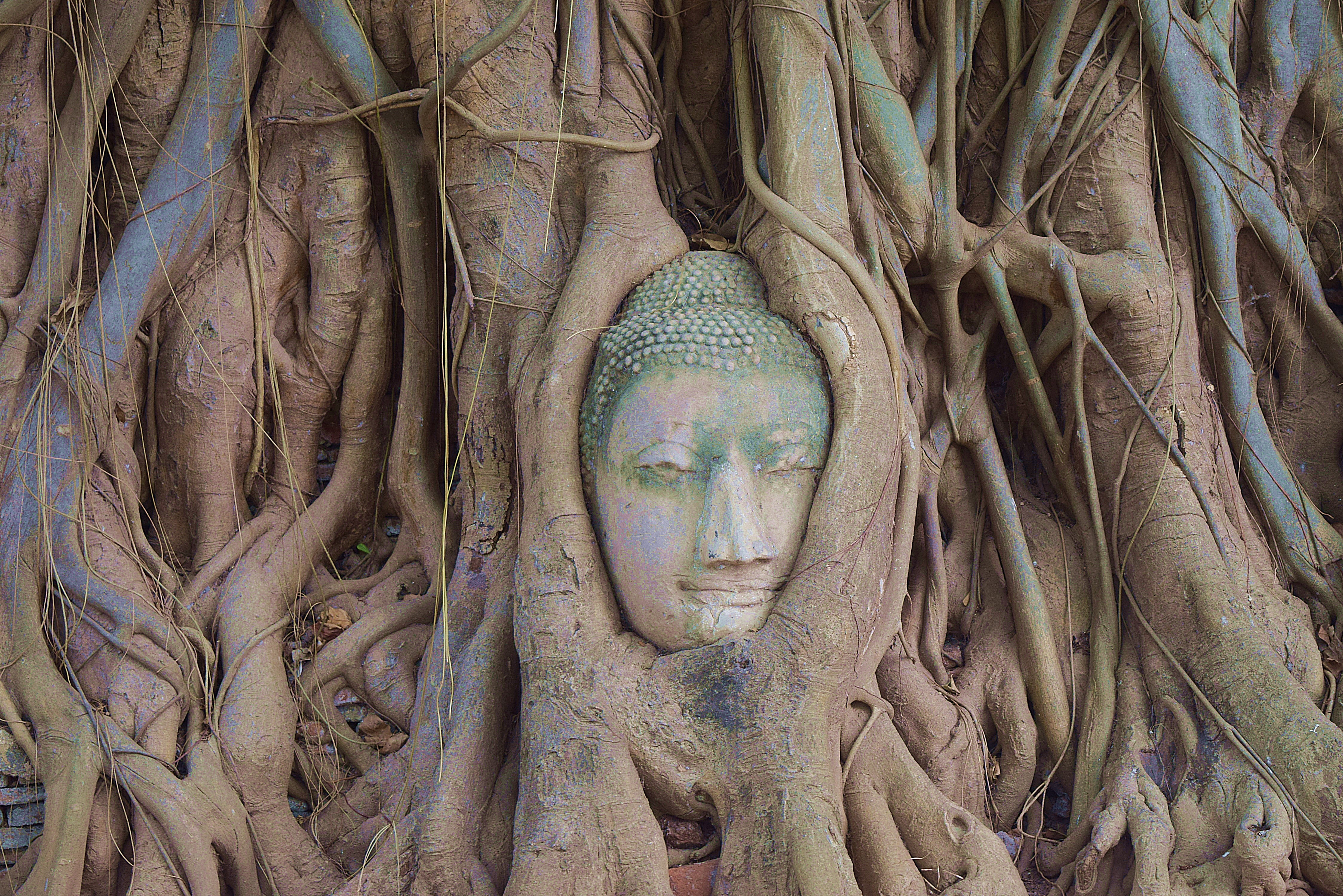 media/images/country-pages/thailand/bangkok-nearby/bangkok-nearby-trips/ancient-and-hidden-ayutthaya-by-bike/thewonderalice-oe9lkeqzar0-unsplash/2795507-1-eng-GB/thewonderalice-oe9lkeqzar0-unsplash.jpg
