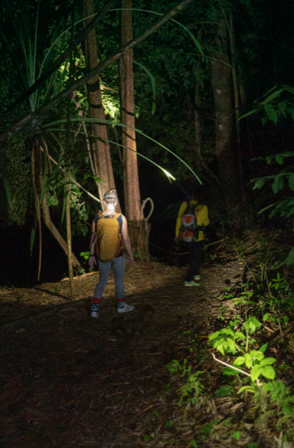 media/images/country-pages/thailand/the-andaman-coast/backpacker-krabi-to-koh-phangan-explorer/our-jungle-camp-night-safari-khao-sok-national-park/3912471-1-eng-GB/our-jungle-camp-night-safari-khao-sok-national-park.png