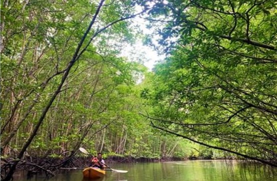 media/images/country-pages/thailand/the-andaman-coast/half-day-kayaking-ao-thalane-with-lunch/kayak2/3997840-1-eng-GB/kayak2.jpg