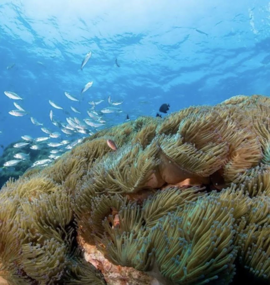 media/images/country-pages/thailand/the-andaman-coast/koh-tao-padi-open-water-course-by-the-dearly/koh-tao-padi-open-water-course-by-the-dearly-7/4155383-1-eng-GB/koh-tao-padi-open-water-course-by-the-dearly-7.jpg