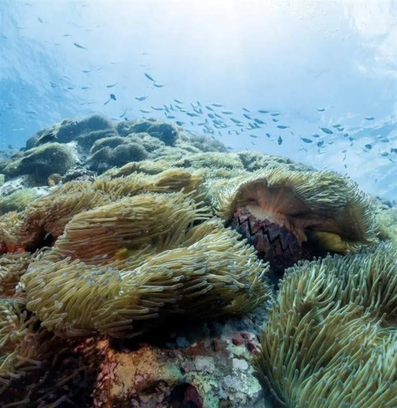 media/images/country-pages/thailand/the-andaman-coast/koh-tao-padi-open-water-course-by-the-dearly/koh-tao-padi-open-water-course-by-the-dearly-8/4155389-1-eng-GB/koh-tao-padi-open-water-course-by-the-dearly-8.jpg
