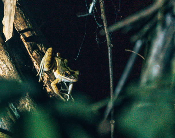 media/images/country-pages/thailand/the-gulf-coast/backpacker-koh-phangan-to-phuket-explorer/our-jungle-camp-night-safari-khao-sok-national-park-2/3910844-1-eng-GB/our-jungle-camp-night-safari-khao-sok-national-park-2.png