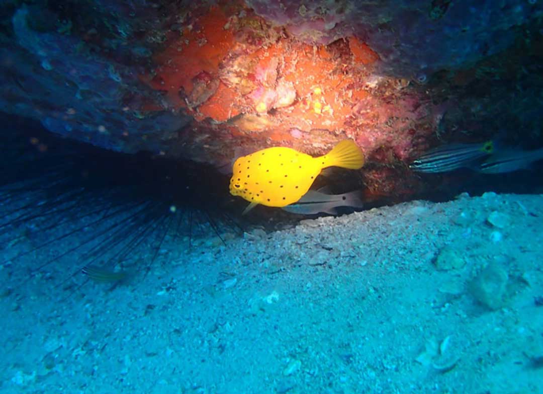 media/images/country-pages/thailand/the-gulf-coast/the-gulf-coast-trips/koh-tao-padi-advanced-open-water-course-3-days/koh-tao-padi-advanced-open-water-course-3-days-1/2804913-1-eng-GB/koh-tao-padi-advanced-open-water-course-3-days-1.jpg
