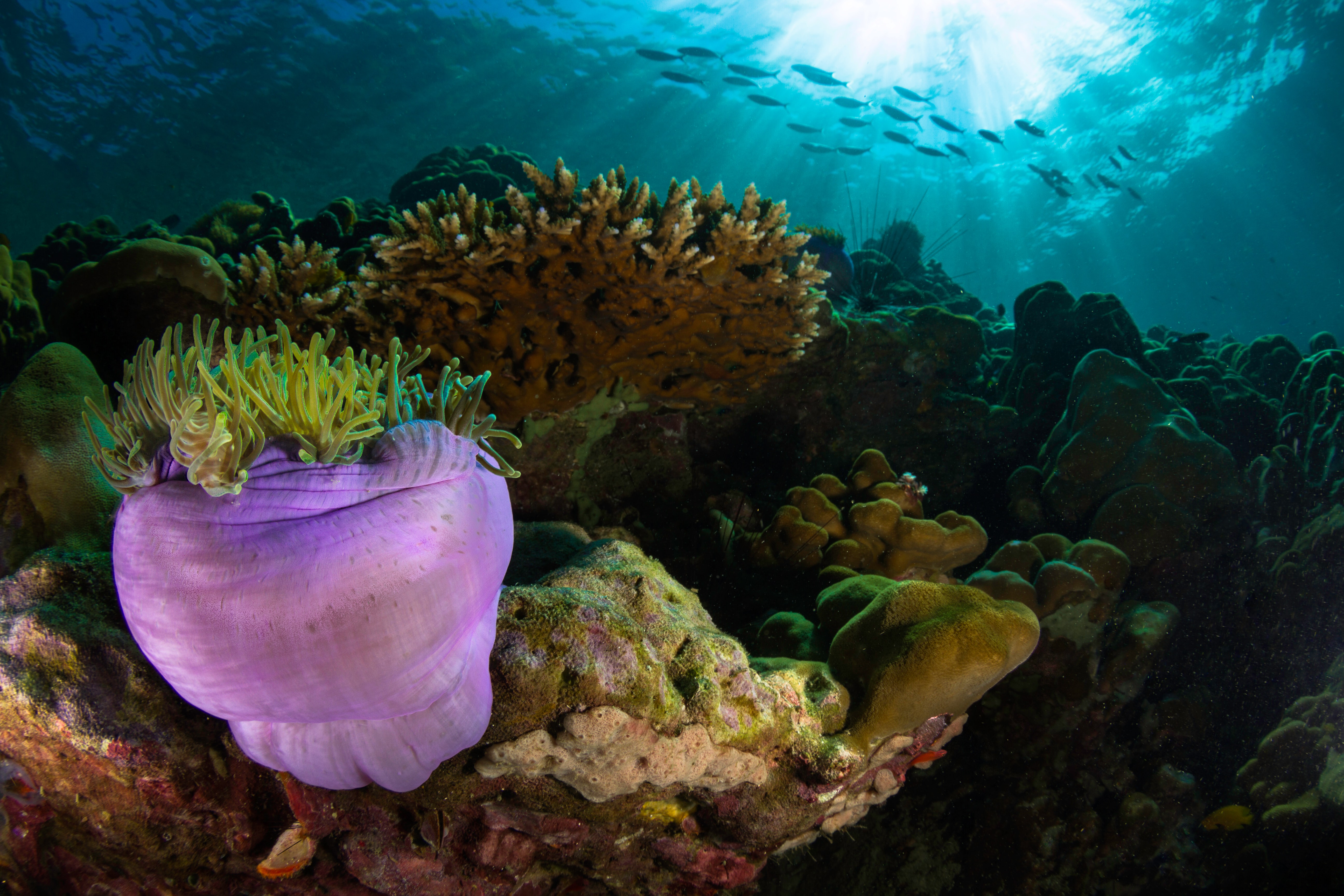 media/images/country-pages/thailand/the-gulf-coast/the-gulf-coast-trips/koh-tao-padi-advanced-open-water-course-3-days/koh-tao-padi-advanced-open-water-course-3-days-13/2804895-1-eng-GB/koh-tao-padi-advanced-open-water-course-3-days-13.jpg