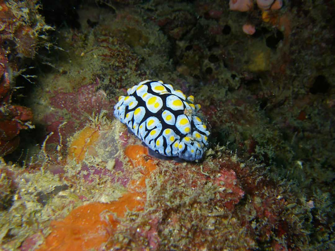 media/images/country-pages/thailand/the-gulf-coast/the-gulf-coast-trips/koh-tao-padi-advanced-open-water-course-3-days/koh-tao-padi-advanced-open-water-course-3-days-2/2804943-1-eng-GB/koh-tao-padi-advanced-open-water-course-3-days-2.jpg