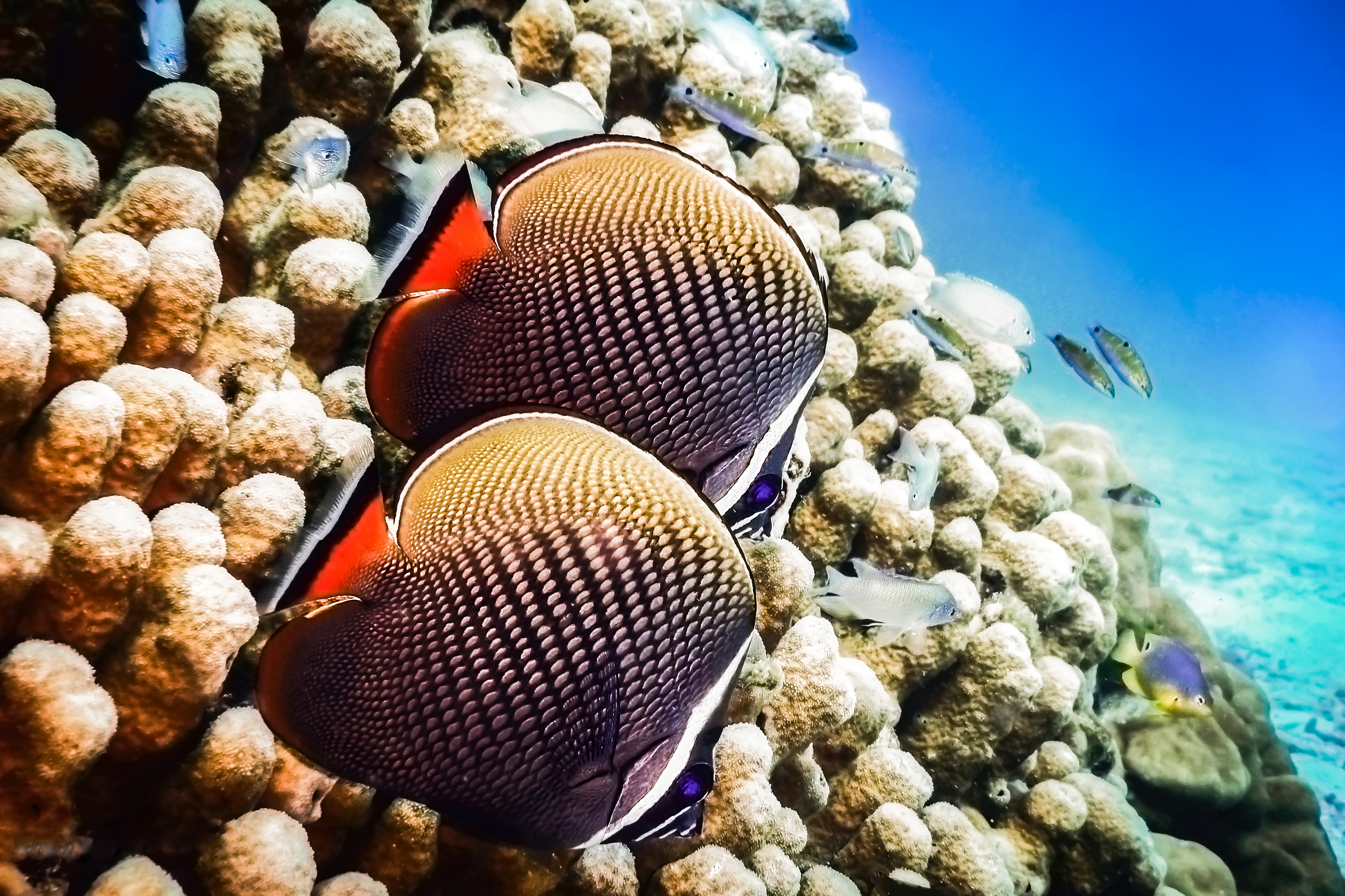 media/images/country-pages/thailand/the-gulf-coast/the-gulf-coast-trips/koh-tao-padi-open-water-course-5-days/koh-tao-padi-open-water-course-5-days-12/2804761-1-eng-GB/koh-tao-padi-open-water-course-5-days-12.jpg