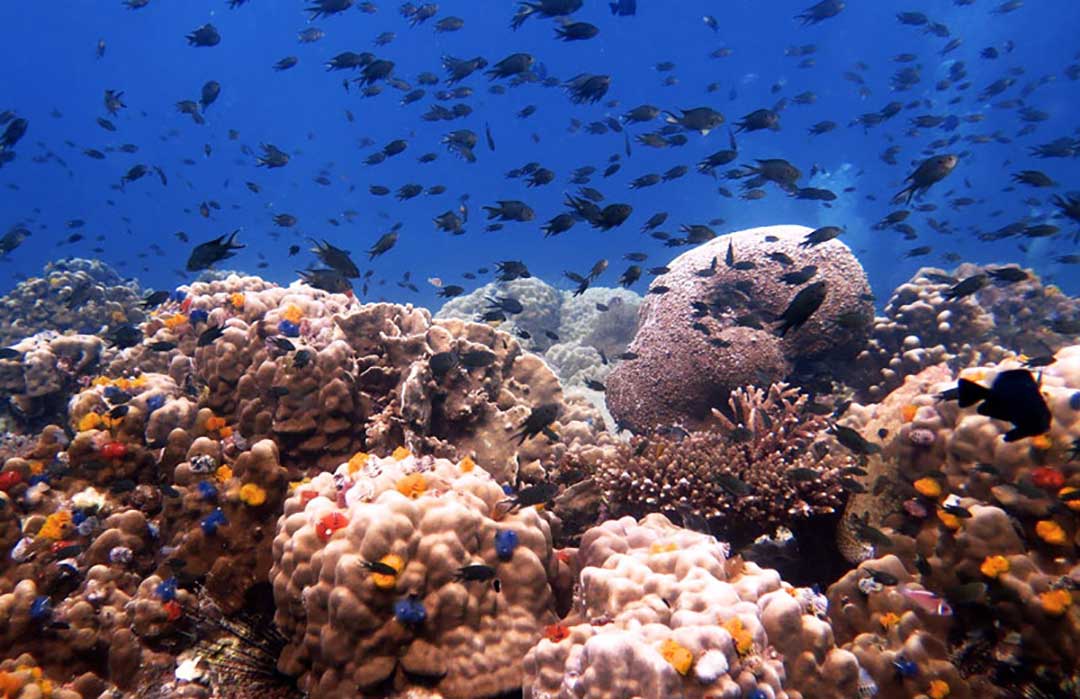 media/images/country-pages/thailand/the-gulf-coast/the-gulf-coast-trips/koh-tao-padi-open-water-course-5-days/koh-tao-padi-open-water-course-5-days-5/2804731-1-eng-GB/koh-tao-padi-open-water-course-5-days-5.jpg