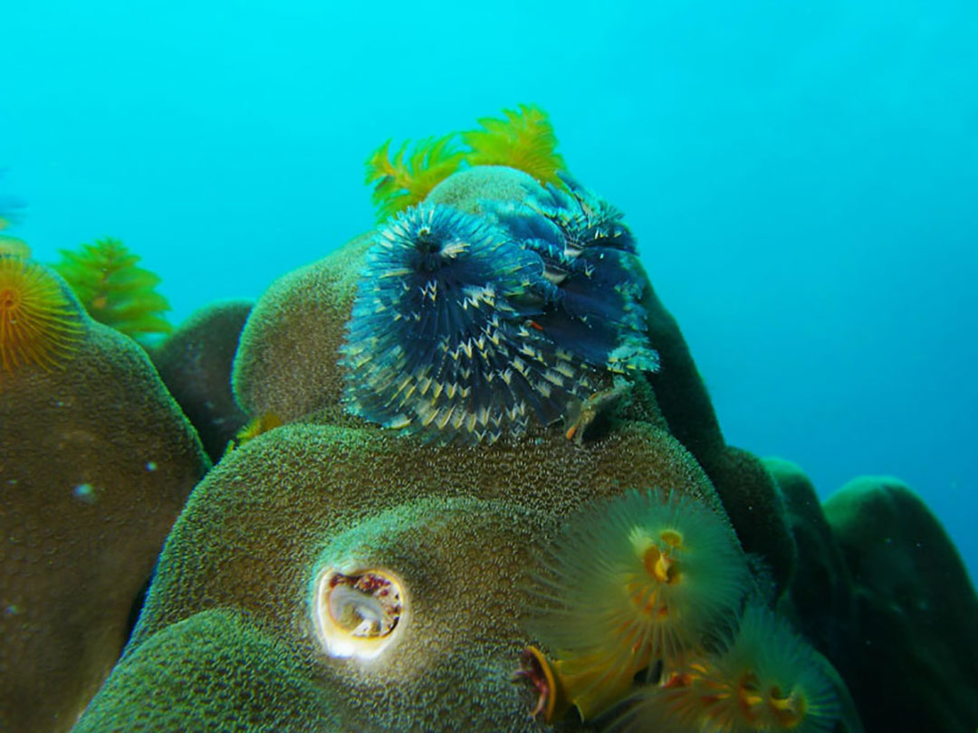 media/images/country-pages/thailand/the-gulf-coast/the-gulf-coast-trips/koh-tao-padi-open-water-course-5-days/koh-tao-padi-open-water-course-5-days-8/2804749-1-eng-GB/koh-tao-padi-open-water-course-5-days-8.jpg