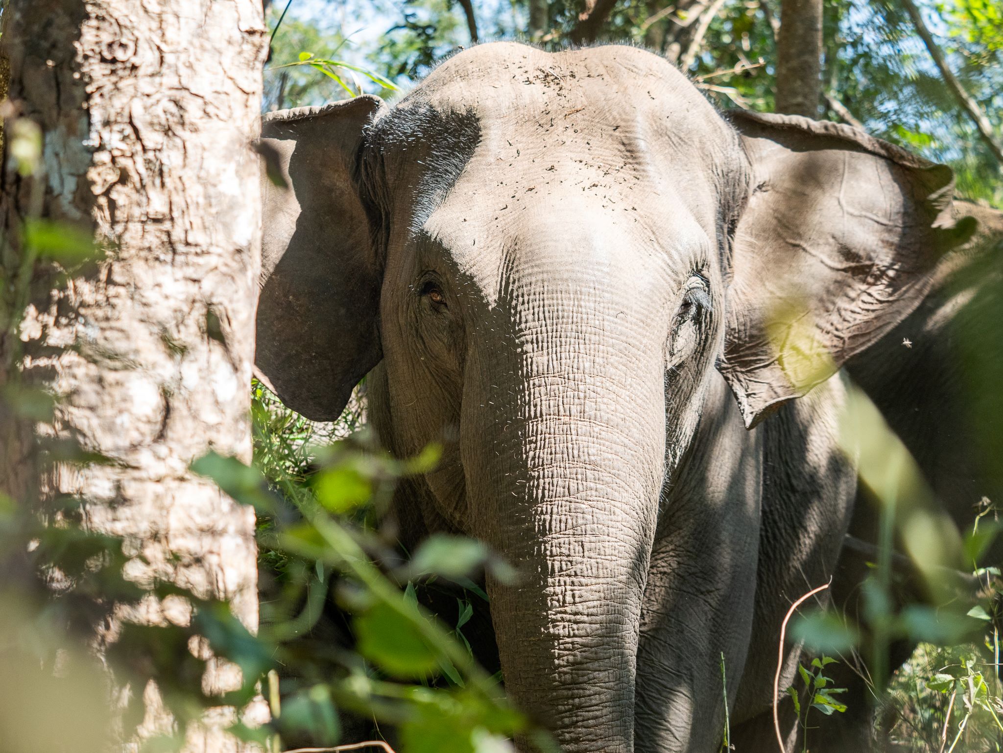 media/images/country-pages/thailand/the-north/chiang-mai-to-bangkok-umphang-wildlife-explorer/umphang-13/3669950-1-eng-GB/umphang-13.jpg