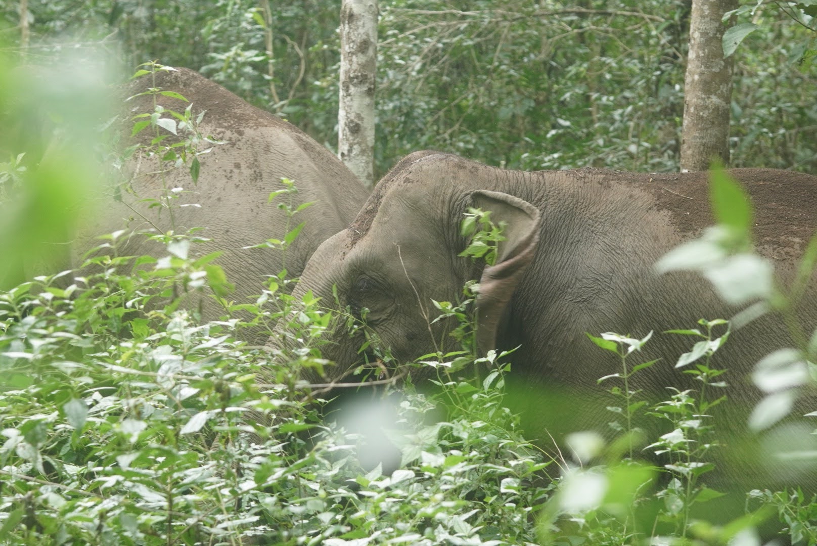 media/images/country-pages/thailand/the-north/family-umphang-wildlife-explorer/elephant-with-wildlife-2/4167204-1-eng-GB/elephant-with-wildlife-2.jpg