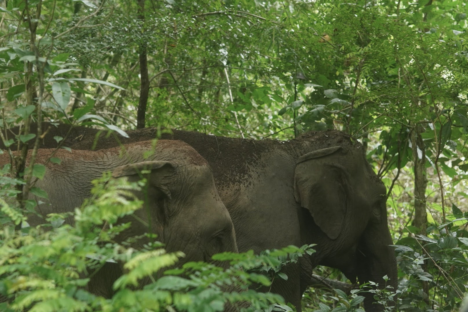 media/images/country-pages/thailand/the-north/family-umphang-wildlife-explorer/elephant-with-wildlife/4167198-1-eng-GB/elephant-with-wildlife.jpg