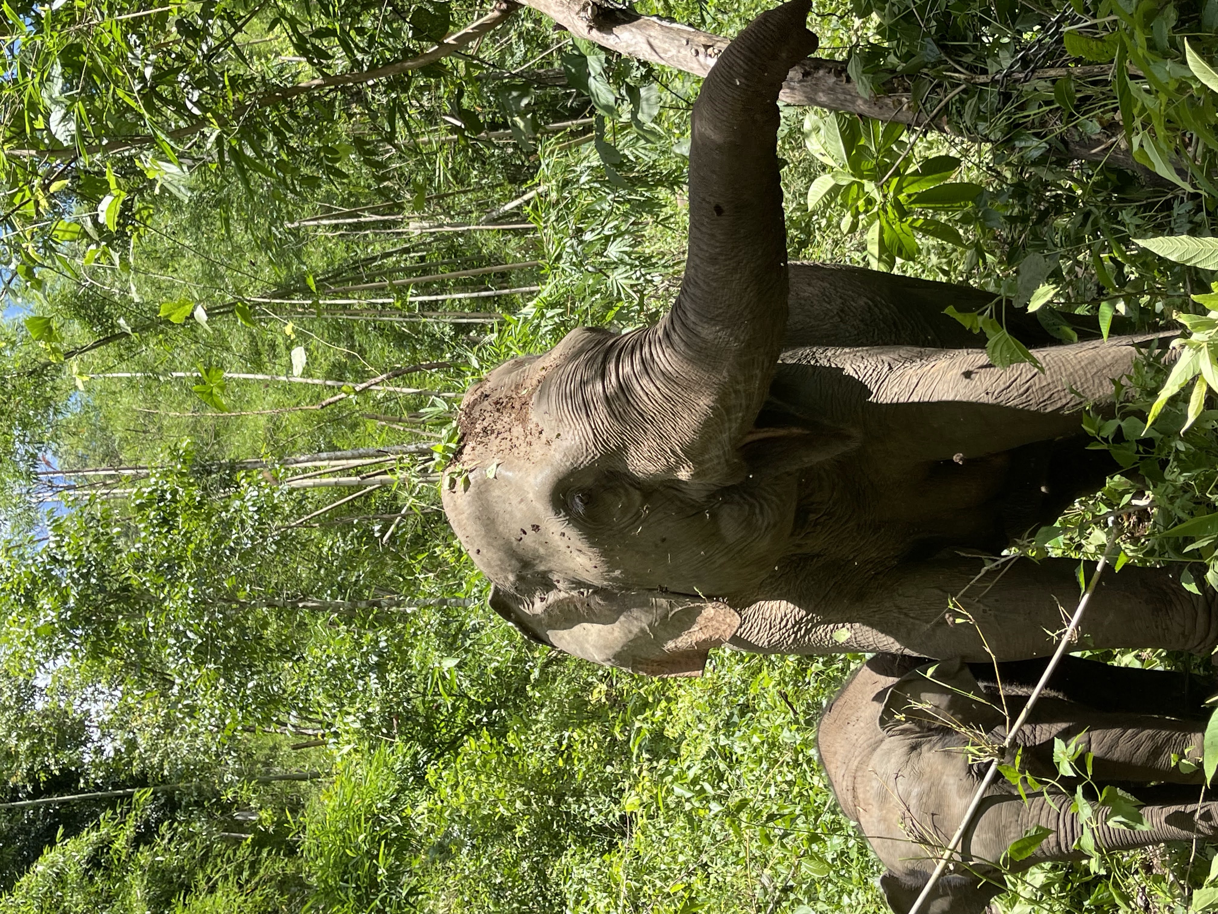 media/images/country-pages/thailand/the-north/family-umphang-wildlife-explorer/umphang-wildlife-elephant/4164978-1-eng-GB/umphang-wildlife-elephant.jpg