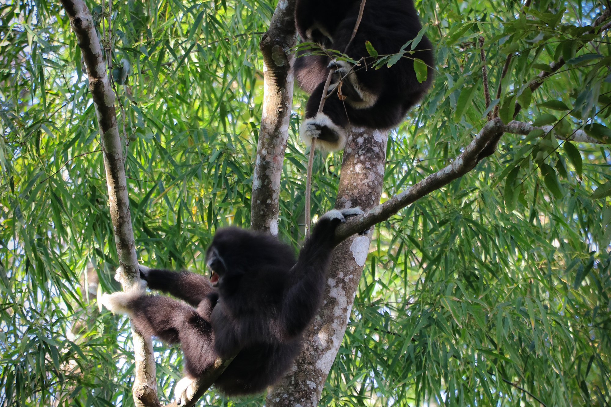 media/images/country-pages/thailand/the-north/hidden-jungle-trek-in-mae-kampong/full-day-hidden-jungle-trek-in-mae-kampong-2/3993945-1-eng-GB/full-day-hidden-jungle-trek-in-mae-kampong-2.jpg