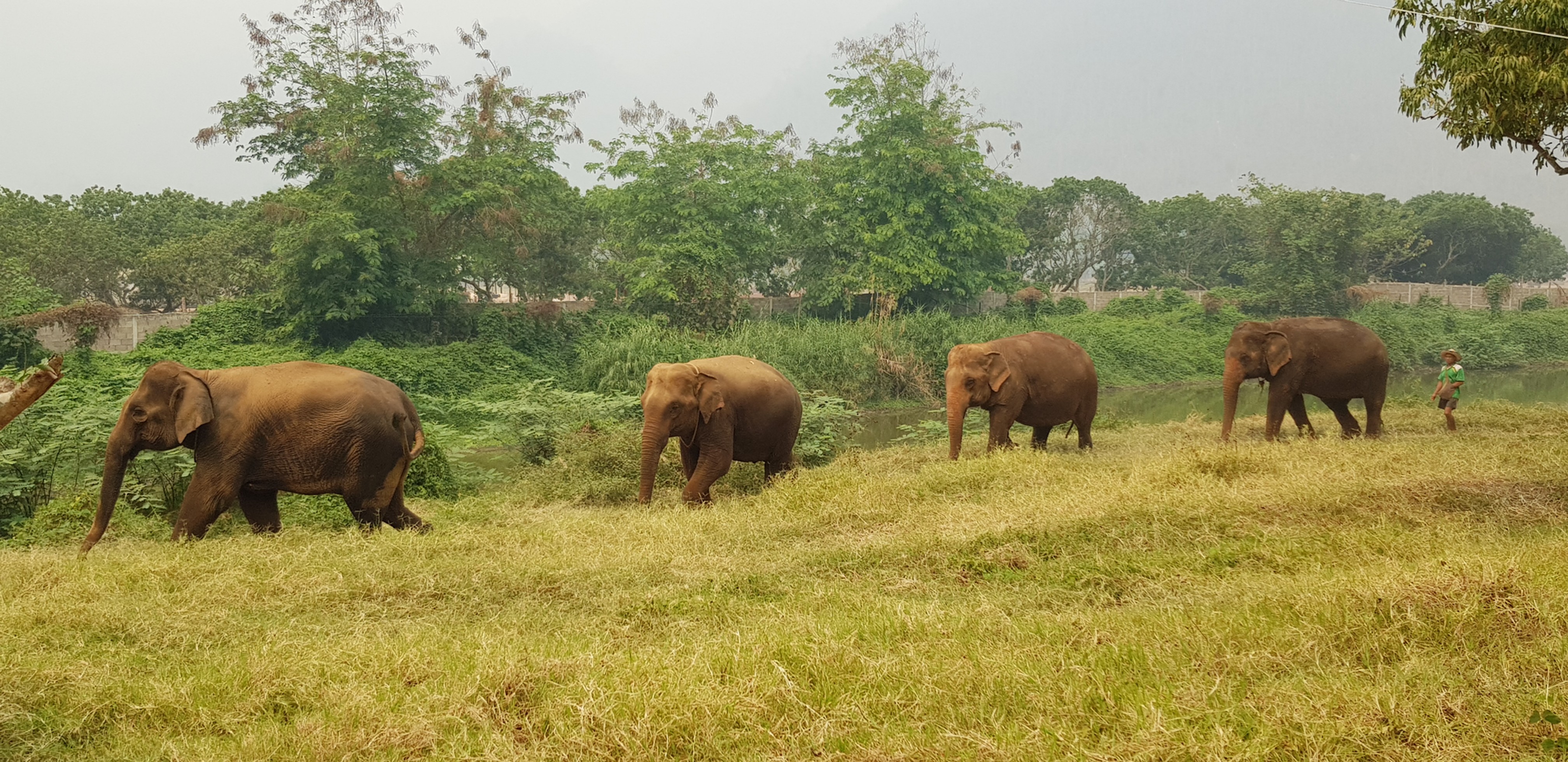 media/images/country-pages/thailand/the-north/the-north-trips/happy-elephant-experience-full-day/44ed18_aca4aa9aebd24a32a41f960607a94322_mv2/2805117-1-eng-GB/44ed18_aca4aa9aebd24a32a41f960607a94322_mv2.jpg
