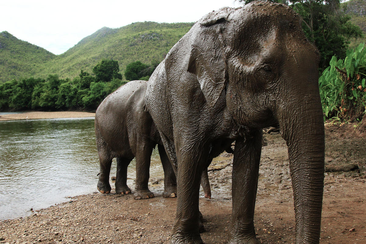 media/images/country-pages/thailand/the-north/the-north-trips/happy-elephant-experience-full-day/8169214972_c39be52fe5_k/2805141-1-eng-GB/8169214972_c39be52fe5_k.jpg