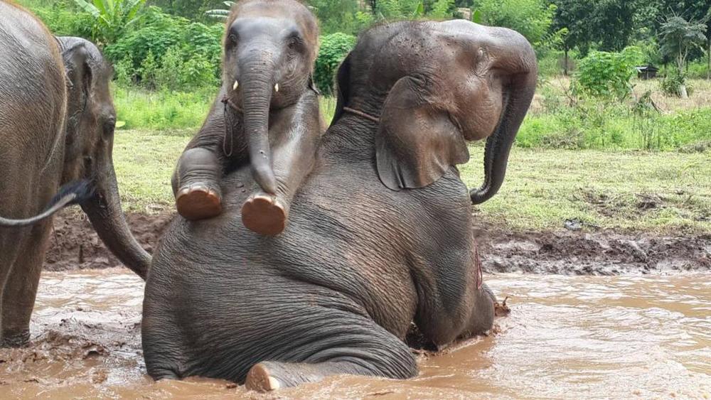 media/images/country-pages/thailand/the-north/the-north-trips/happy-elephant-experience-full-day/image-asset/2805165-1-eng-GB/image-asset.jpg