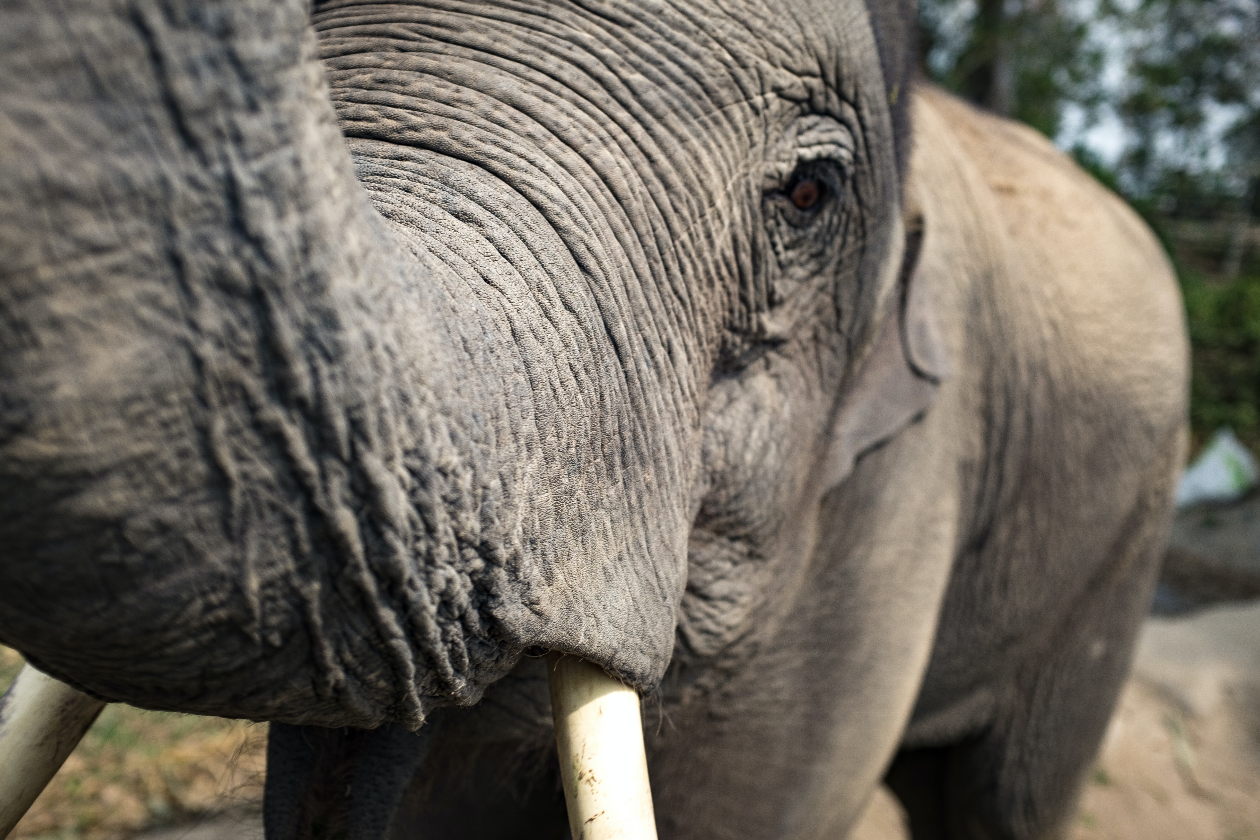 media/images/country-pages/thailand/the-north/the-north-trips/happy-elephant-experience-full-day/jesse-schoff-74yb8fhzywc-unsplash/2805159-1-eng-GB/jesse-schoff-74yb8fhzywc-unsplash.jpg