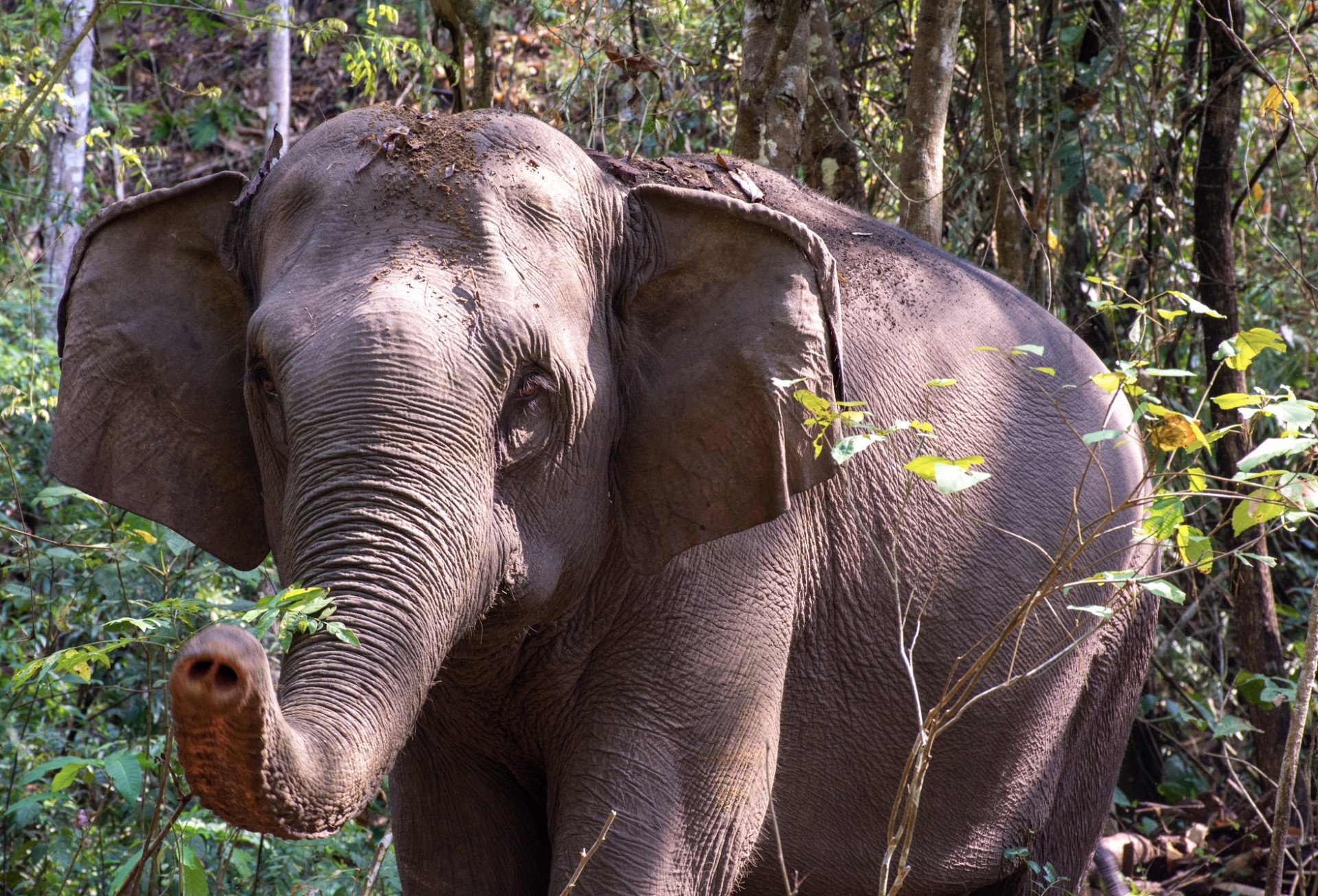 media/images/country-pages/thailand/the-north/umphang-wildlife-explorer/elephant-watching-1/3661552-1-eng-GB/elephant-watching-1.jpg