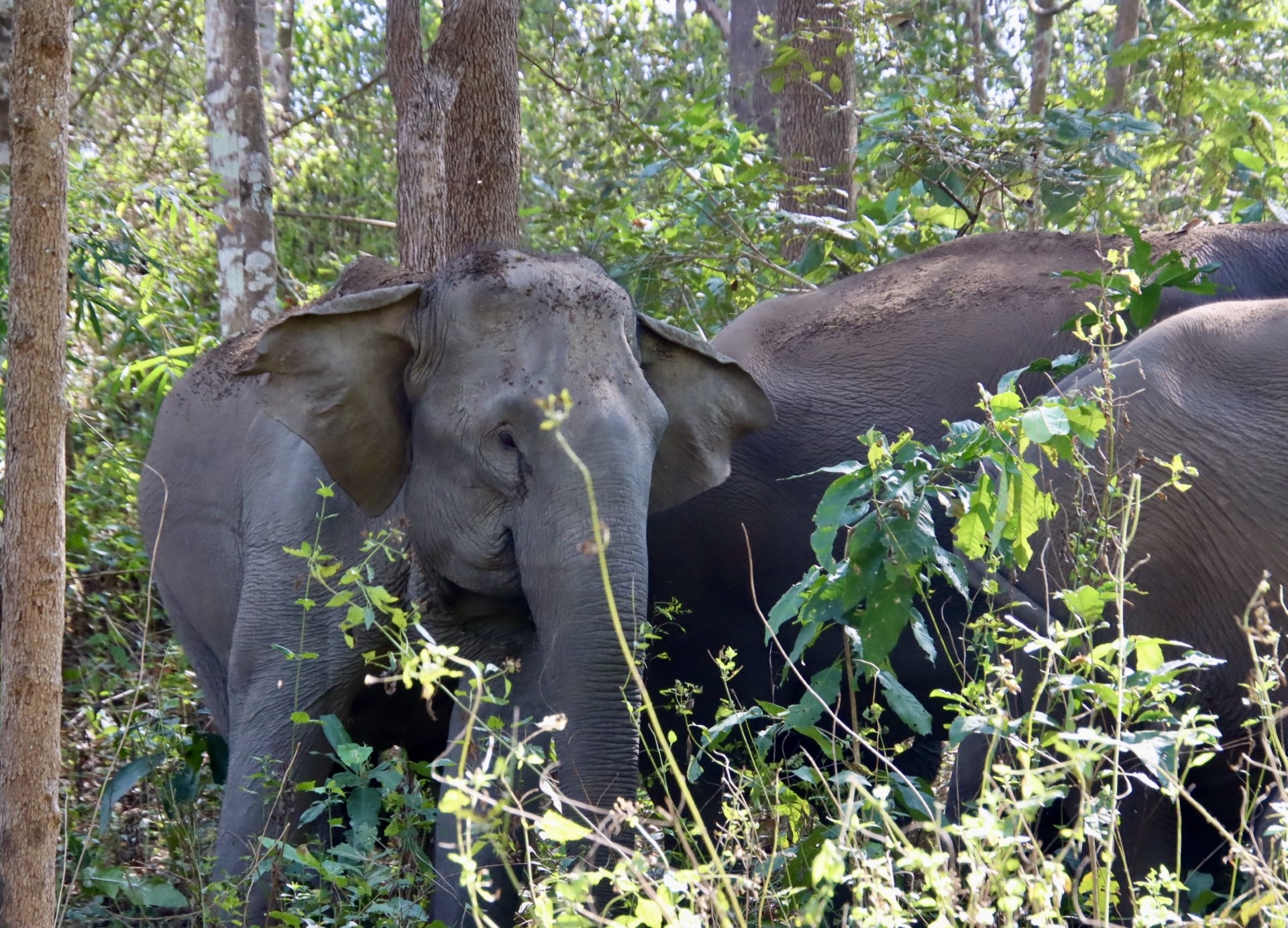 media/images/country-pages/thailand/the-north/umphang-wildlife-explorer/elephant-watching-2/3661558-1-eng-GB/elephant-watching-2.jpg