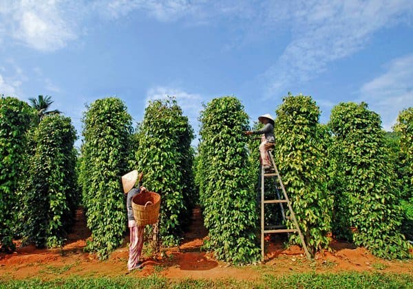media/images/country-pages/vietnam/destination-tiles/the-southern-coast/sightseeing-to-the-south-of-phu-quoc/sspq5/4133622-1-eng-GB/sspq5.jpg