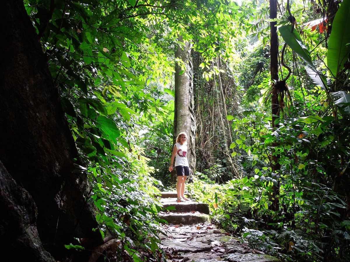 media/images/country-pages/vietnam/hanoi-and-nearby/trips/cuc-phuong-wildlife-experience/cuc-phuong-national-park-1/3651734-1-eng-GB/cuc-phuong-national-park-1.jpg