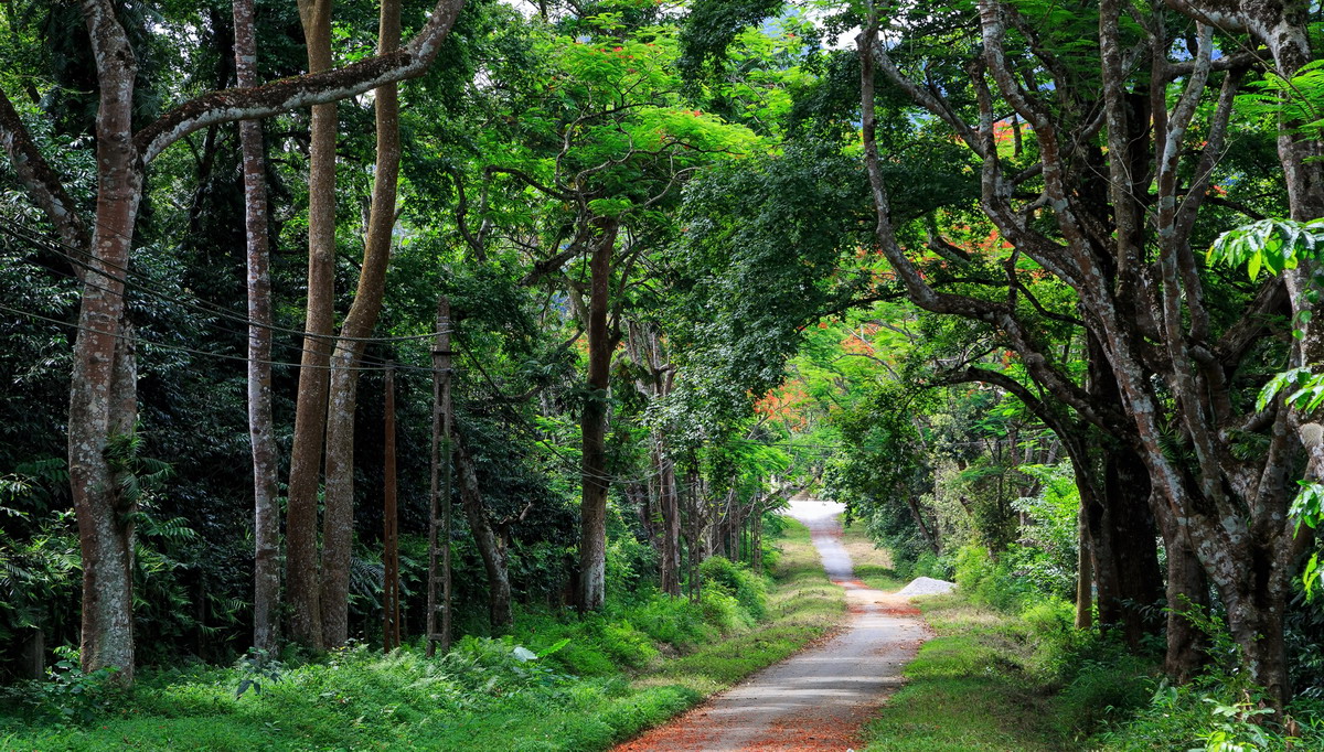 media/images/country-pages/vietnam/hanoi-and-nearby/trips/cuc-phuong-wildlife-experience/cuc-phuong-park-in-ninh-binh/3651728-1-eng-GB/cuc-phuong-park-in-ninh-binh.jpg