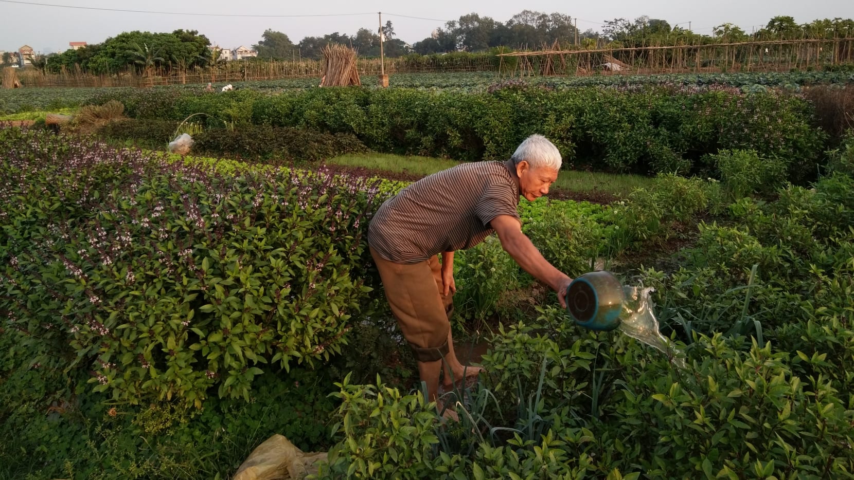 media/images/country-pages/vietnam/hanoi-and-nearby/trips/hanoi-green-farm-experience/48fc4cd6372995699d8b136e5fa3e007/3651598-1-eng-GB/48fc4cd6372995699d8b136e5fa3e007.jpg