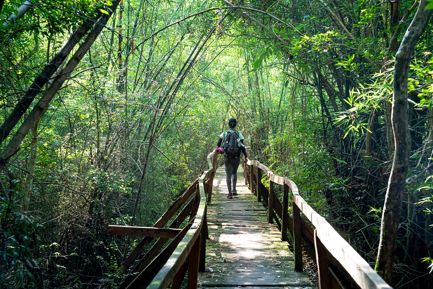 media/images/country-pages/vietnam/ho-chi-minh-and-nearby/trips/cat-tien-national-park/cat-tien-4/3656337-1-eng-GB/cat-tien-4.jpg