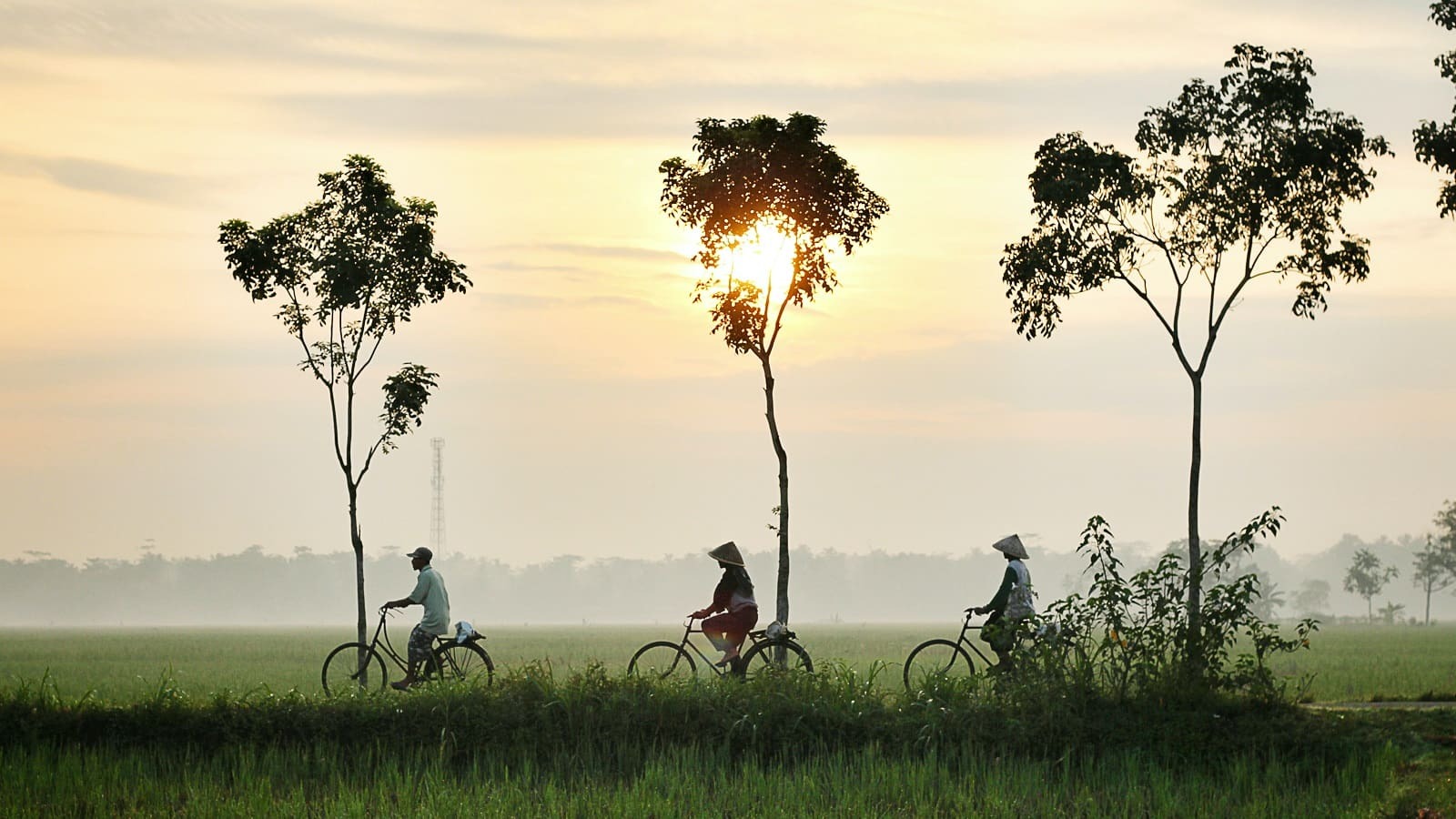 media/images/country-pages/vietnam/the-central-coast/best-of-city/comfort-best-of-hoi-an/cycling-1/3437965-1-eng-GB/cycling-1.jpg