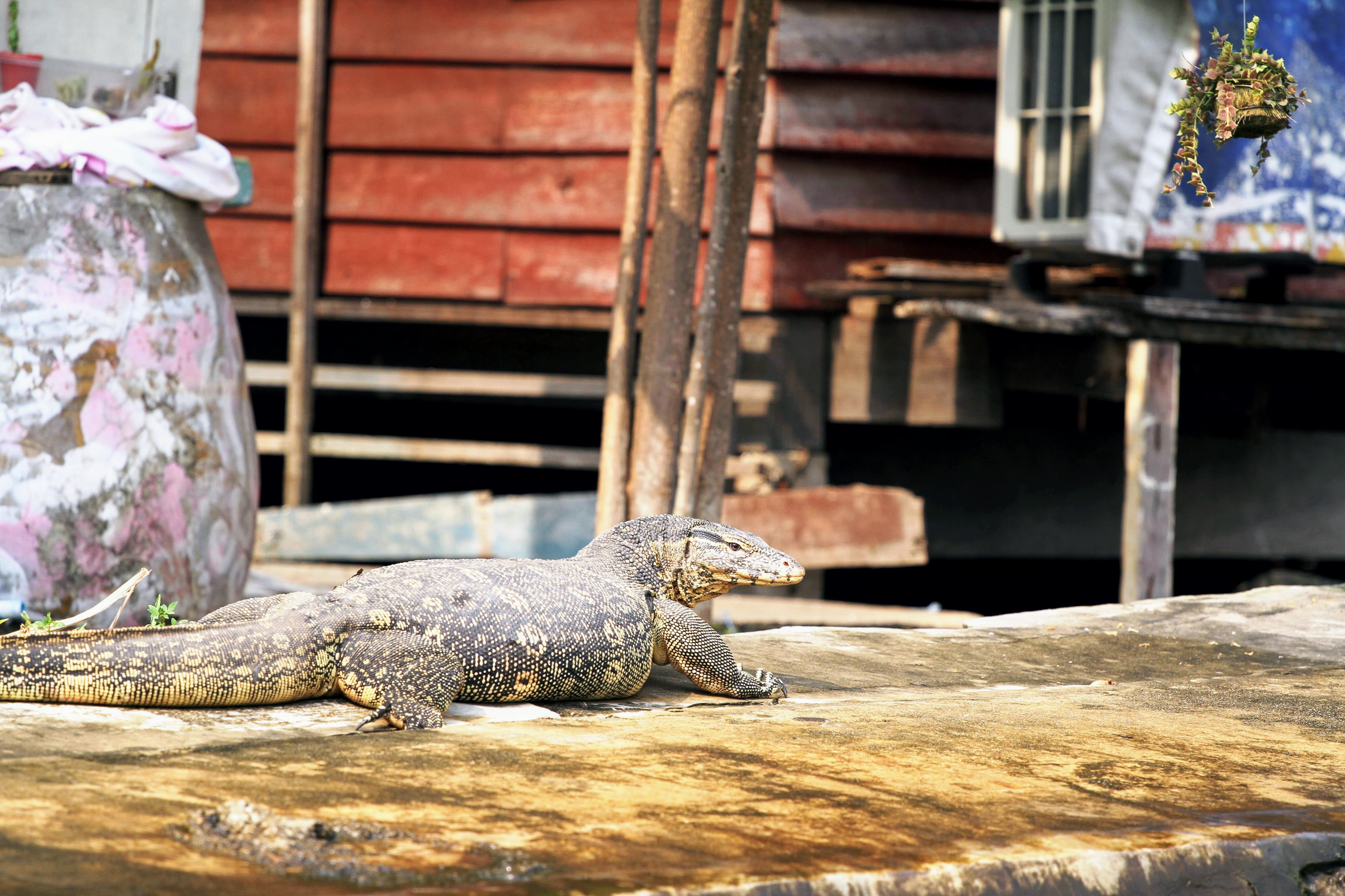 media/images/thailand/bangkok-and-nearby/best-ofs/backpacker-best-of-bangkok-4-days/41.lizard-resting/2772564-1-eng-GB/41.lizard-resting.jpg