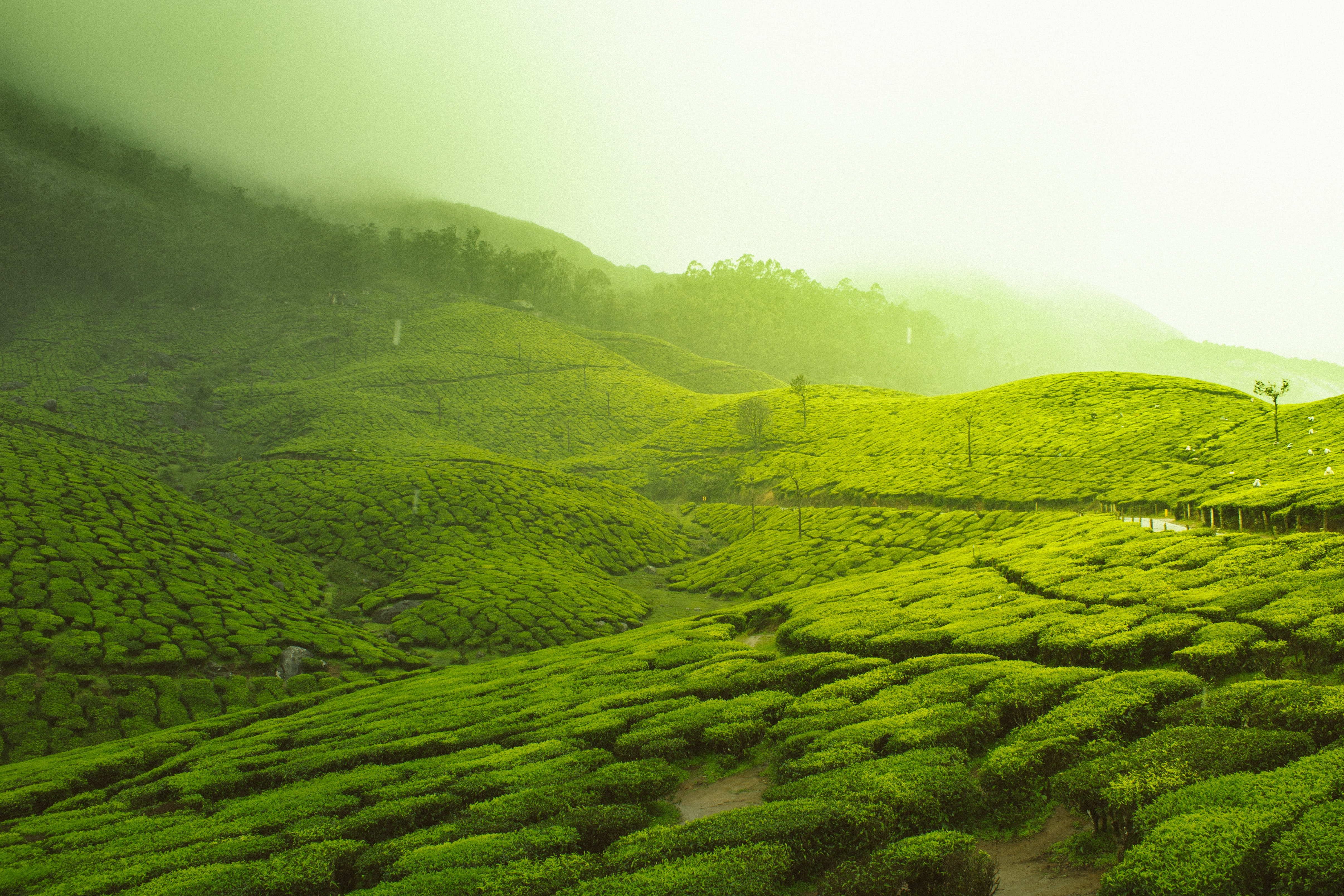 Kerala