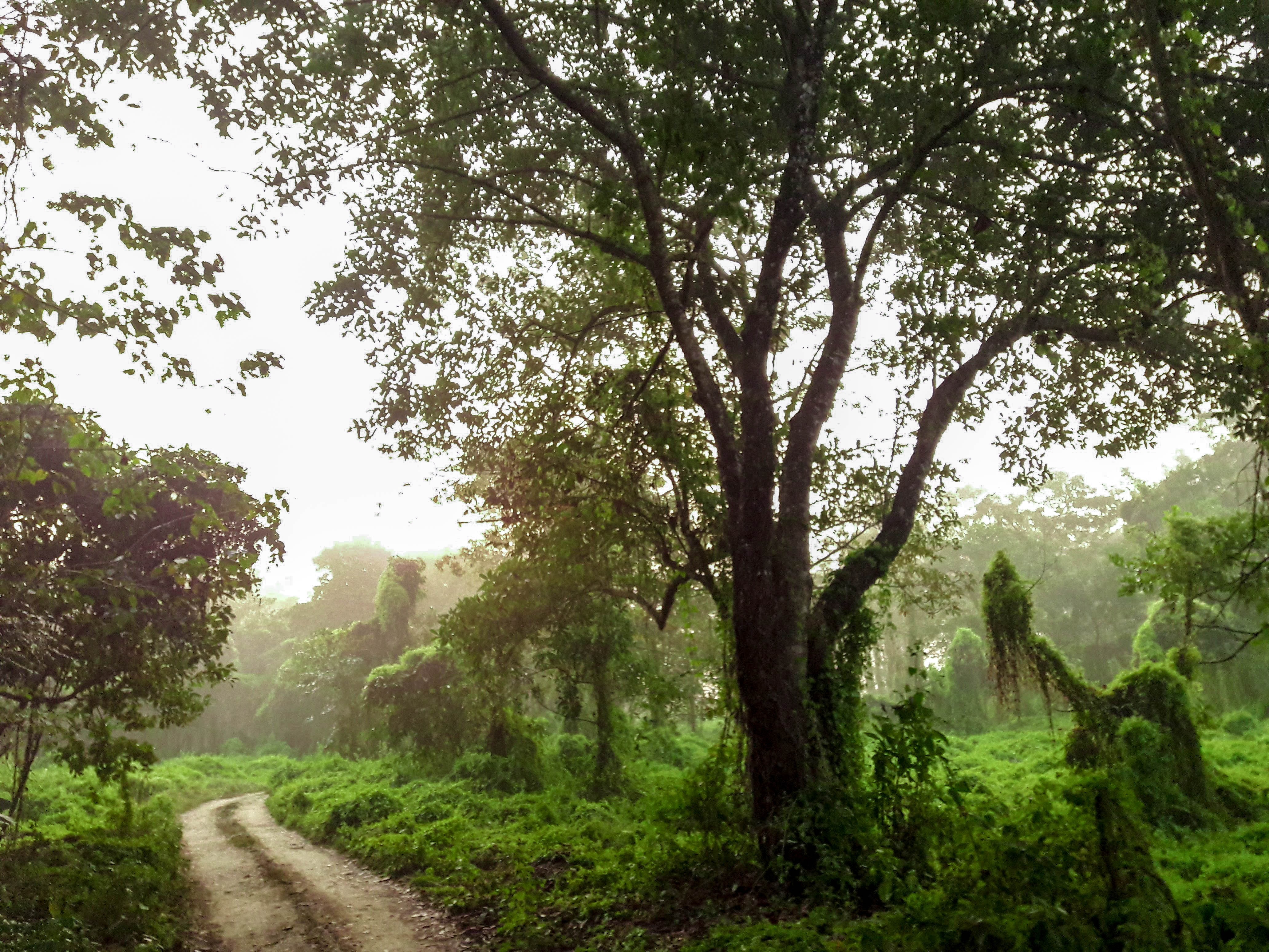 The Western Terai