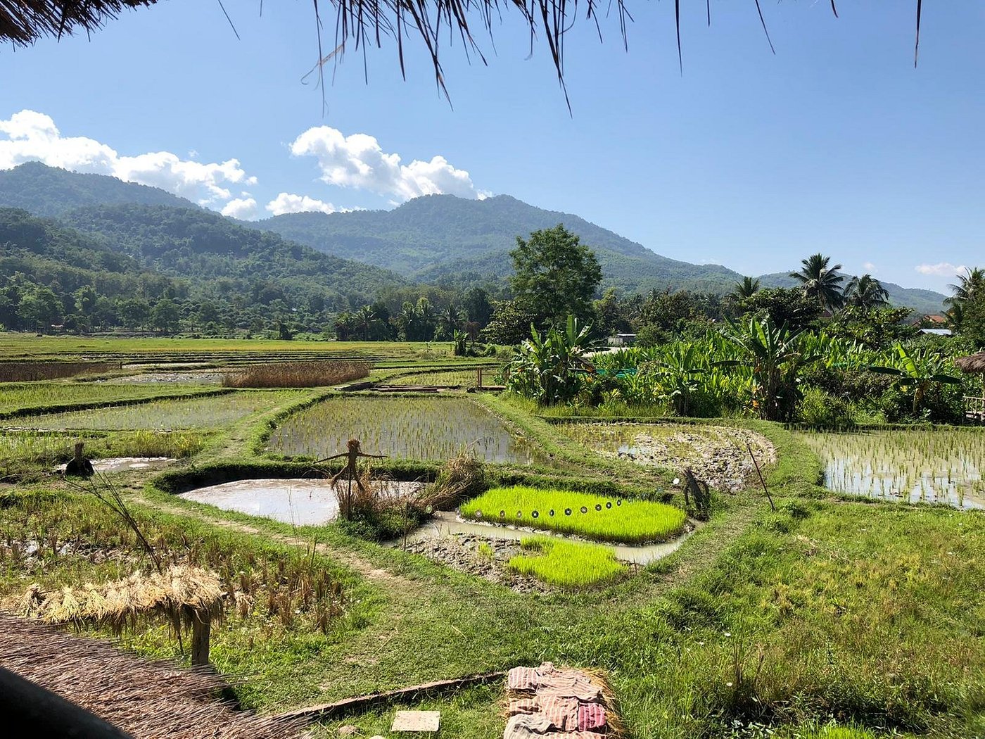 Living Land Rice Experience