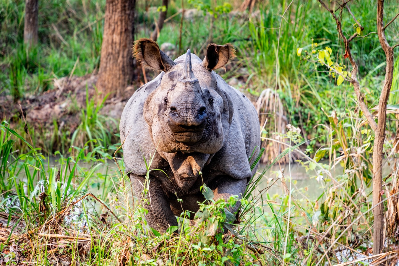 Chitwan National Park Explorer