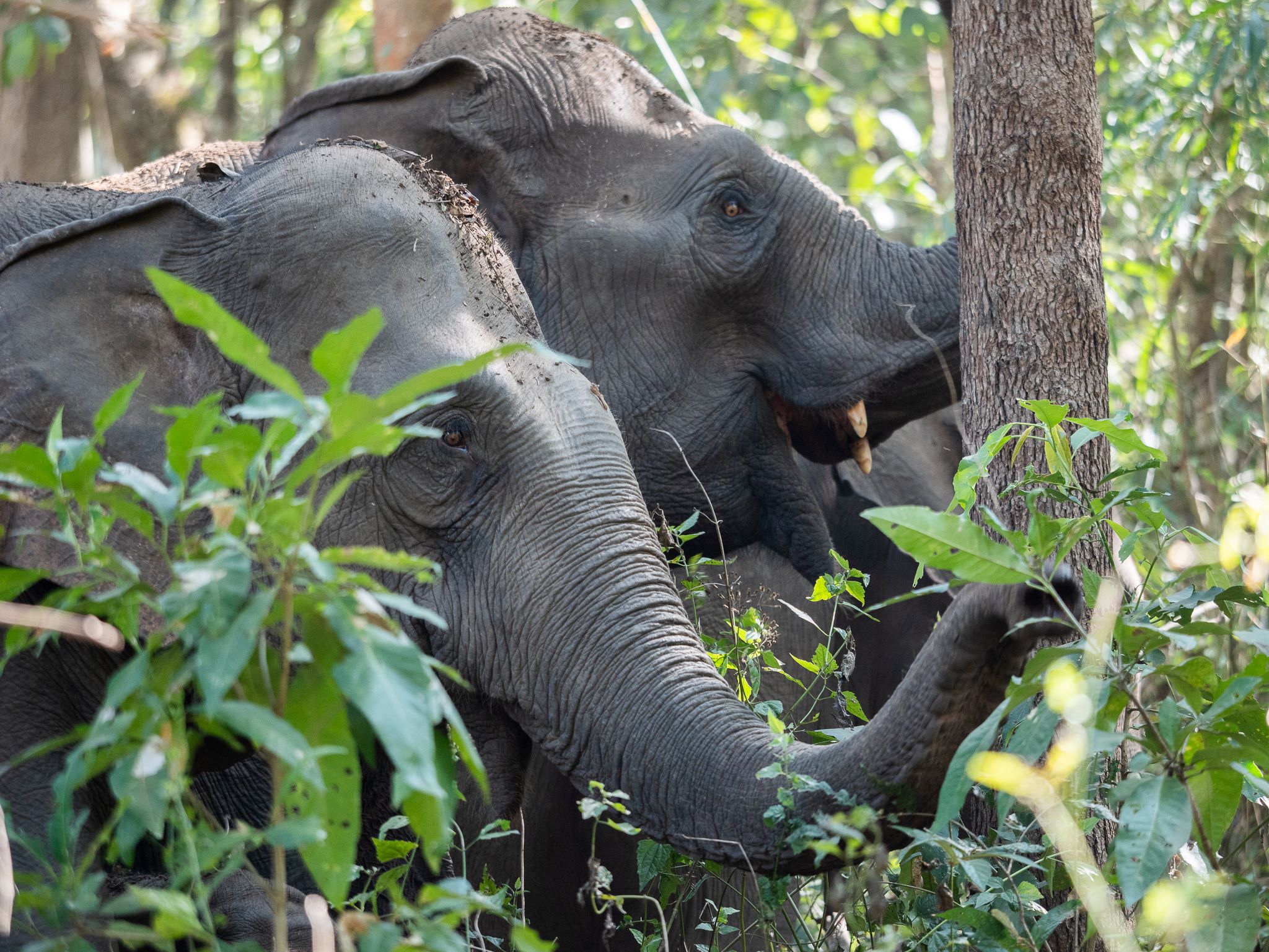 Bangkok to Chiang Mai Umphang Wildlife Explorer